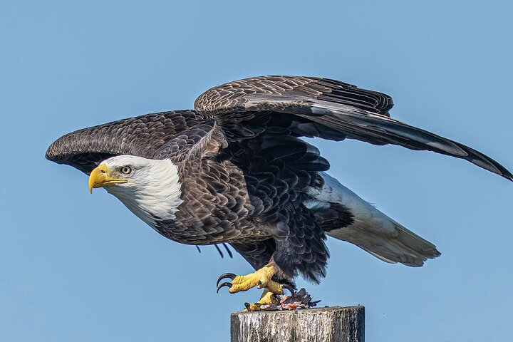 90-Minute Guided Eco Airboat Tour in Homosassa - Photo 1 of 9